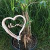Blumenstecker Muttertag für Topfpflanzen Design Herz aus Holz Buche